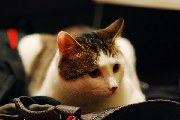 dsc_0289.jpg