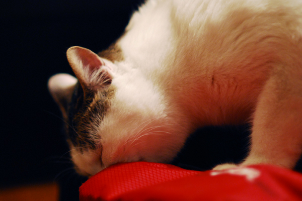 dsc_0302.jpg